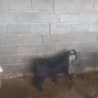 دوتا بیگ|حیوانات مزرعه|شوشتر, |دیوار