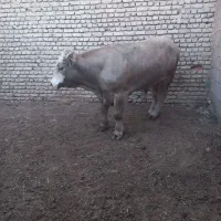 گوساله چاق سرک دار