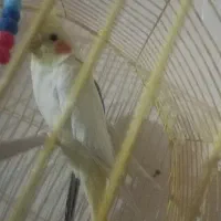 عروس هلندی ماده دستی