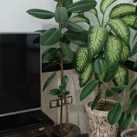 گل فروشی|گل و گیاه طبیعی|بلبان آباد, |دیوار