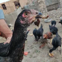 جوجه مرغ و خروس لاری|حیوانات مزرعه|مشهد, امیریه|دیوار