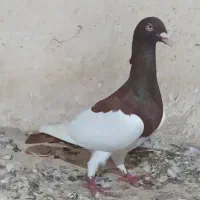 کبوتر یهودی پا بلند نر|پرنده|گنبد کاووس, |دیوار