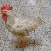 خروس فروشی
