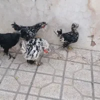 مرغ وخروس سلطان|حیوانات مزرعه|شیراز, شیخ علی چوپان|دیوار