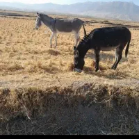 دو عدد ماده خر