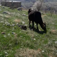 گاووگوساله