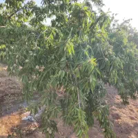 باغ 2700 متری