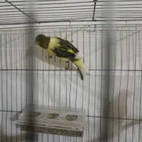 قناری نر و ماده|پرنده|تبریز, |دیوار