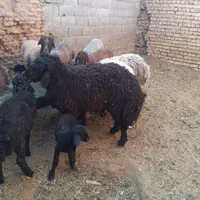۲عدد بره|حیوانات مزرعه|اصفهان, امین‌آباد|دیوار