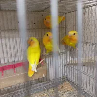 کوتوله اوپال