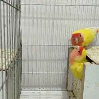 طوطی کوتوله
