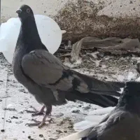 سبز پلنگ کلایی ماده همچین درست با سبز|پرنده|بم, |دیوار