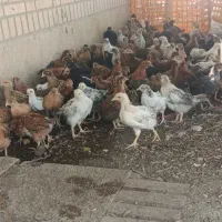 جوجه محلی