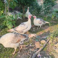 بوقلمون نر و ماده محلی|حیوانات مزرعه|کلاچای, |دیوار