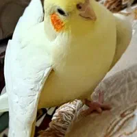 عروس هلندی گمشده|پرنده|نوشهر, |دیوار