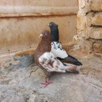 فروش کبوتر خوشرنگ و سینه ای|پرنده|فولادشهر, زاینده رود|دیوار