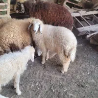 یک عدد بره ماده اهواز کوت عبدالله