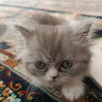 توله پرشین|گربه|مشهد, ادیب نیشابوری (شهرک غرب)|دیوار