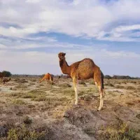 کشتار شتر جونگ فردا ساعت 2 خیابان پهلوانی 20و22