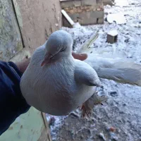 6تا حیون نر|پرنده|طاغنکوه, |دیوار