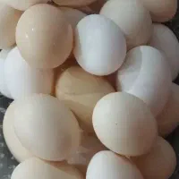 تخم مرغ محلی