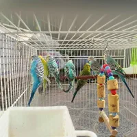 8 عدد مرغ عشق زیبا|پرنده|کرج, عظیمیه|دیوار