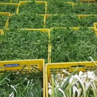 سبزی فروشی|خوردنی و آشامیدنی|مهران (ایلام), |دیوار