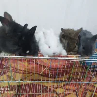 همه رنگ بچه‌ها خرگوش لوپ یک ماه|موش و خرگوش|جوادآباد, |دیوار