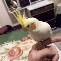 انواع عروس هلندی آواز خوان فقط و فقط ۹۵۰ هزارتومن