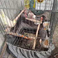 عروس هلندی بالغ|پرنده|پاکدشت, پاکدشت (مامازند)|دیوار