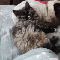 گربه پرشین اسکاتیش|گربه|کرج, فاز ۴ مهرشهر|دیوار