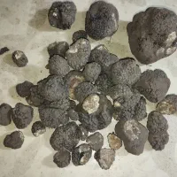 دنبلان یاب حرفه ای