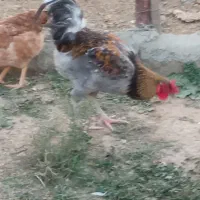 خروس محلی جوان