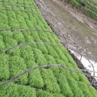 توم بجار فروشی