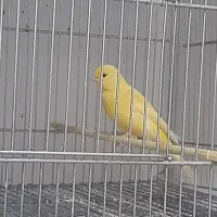 تعدادی قناری وجوجه قناری