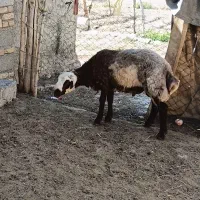 راهنمایی گوسفند .معاوضه محلی با گوسفند