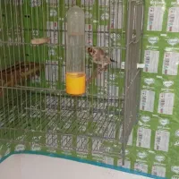 دوتا سهره زیر دهن|پرنده|صفادشت, |دیوار