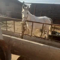 یک راس مادیان جوان