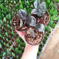 فروش زامفولیا بلک