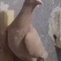 کرواتی افغونی زرد کرمونی و چندتا جوجه|پرنده|تربت‌حیدریه, شهرک ولیعصر|دیوار