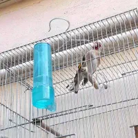 سهره دهندار