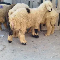 انواع گوسفند زنده بره نر لری و افشاری.... خمیری