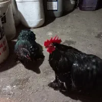 فروش دو جفت مرغ خروس کوشین|حیوانات مزرعه|قائمشهر, |دیوار