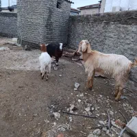 بزغاله ماده|حیوانات مزرعه|گمیشان, |دیوار