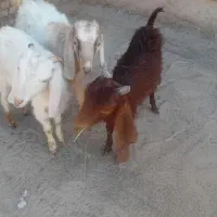 ۳عدد بزغاله ماده خوشکل