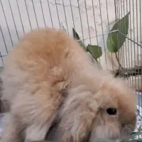 خرگوش لپ نژاد ترکیه