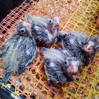 پرورش دهنده خانگی هستم /آماده همکاری|پرنده|ساری, |دیوار