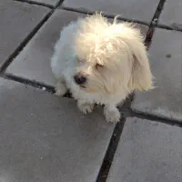 سگ بسیار سالم و خیلی تمیز و حرف گوش کن