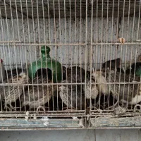 فروش بلدرچین بالغ