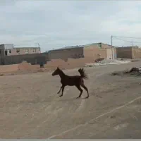 اسب و کره مادیون و مادیون|اسب و تجهیزات اسب‌سواری|اصفهان, ناژوان|دیوار
